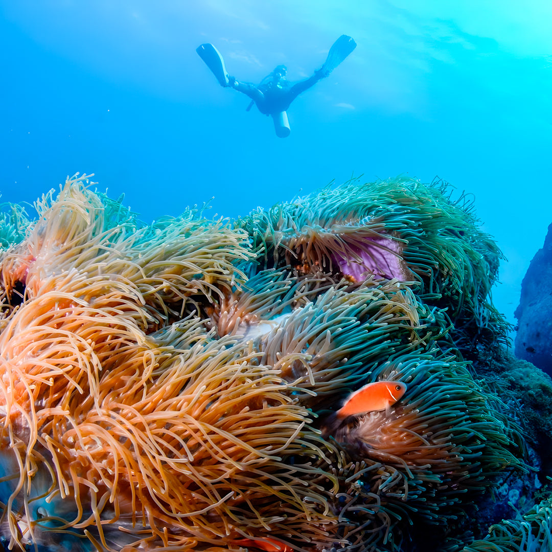 PADI Advanced Freediver Course BB Divers