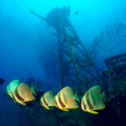Discover Freediving Course BB Divers