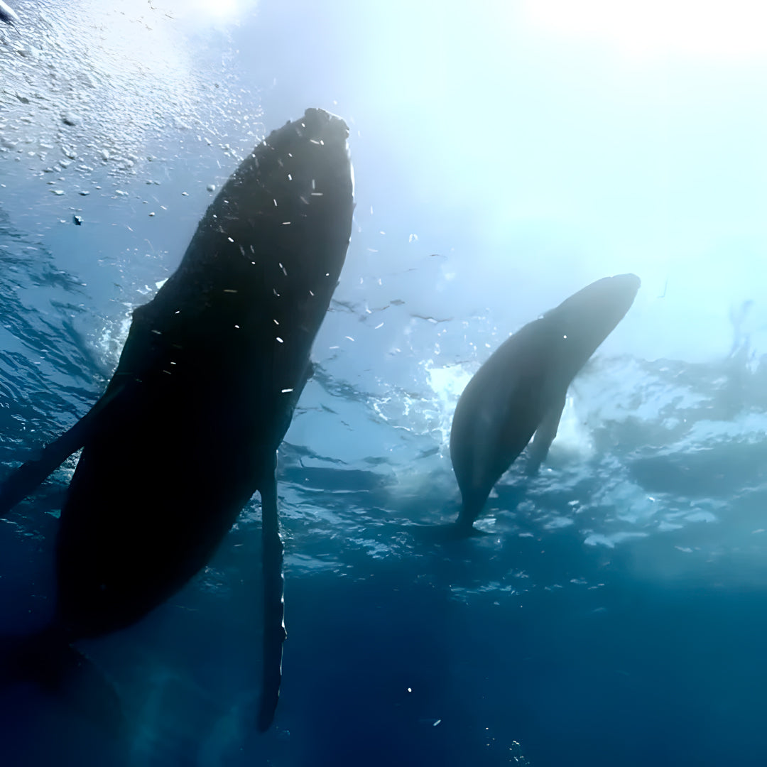 Discover Freediving in Costa Rica