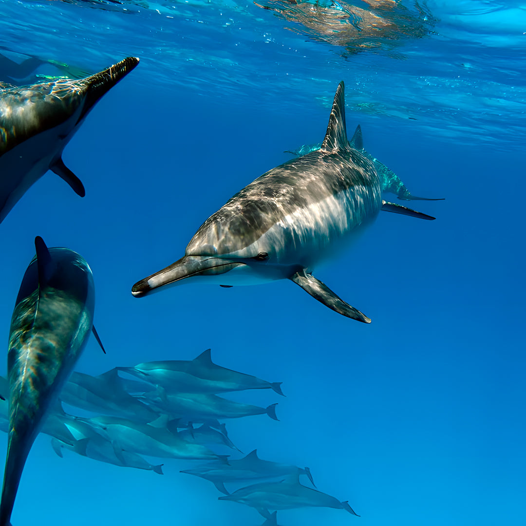 Discover Freediving in Costa Rica