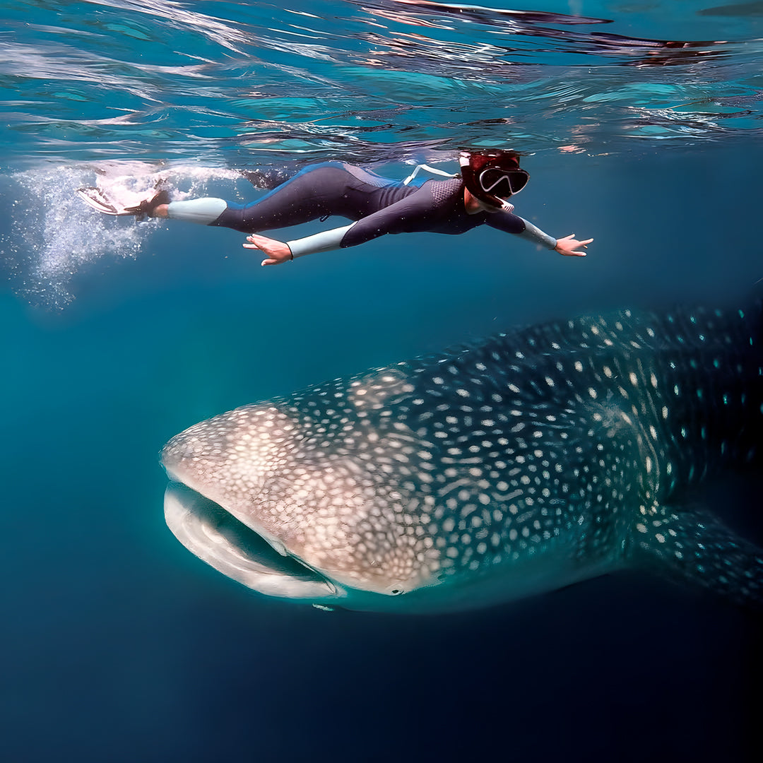 Into the Rhythm Freediving and Meditation Retreat