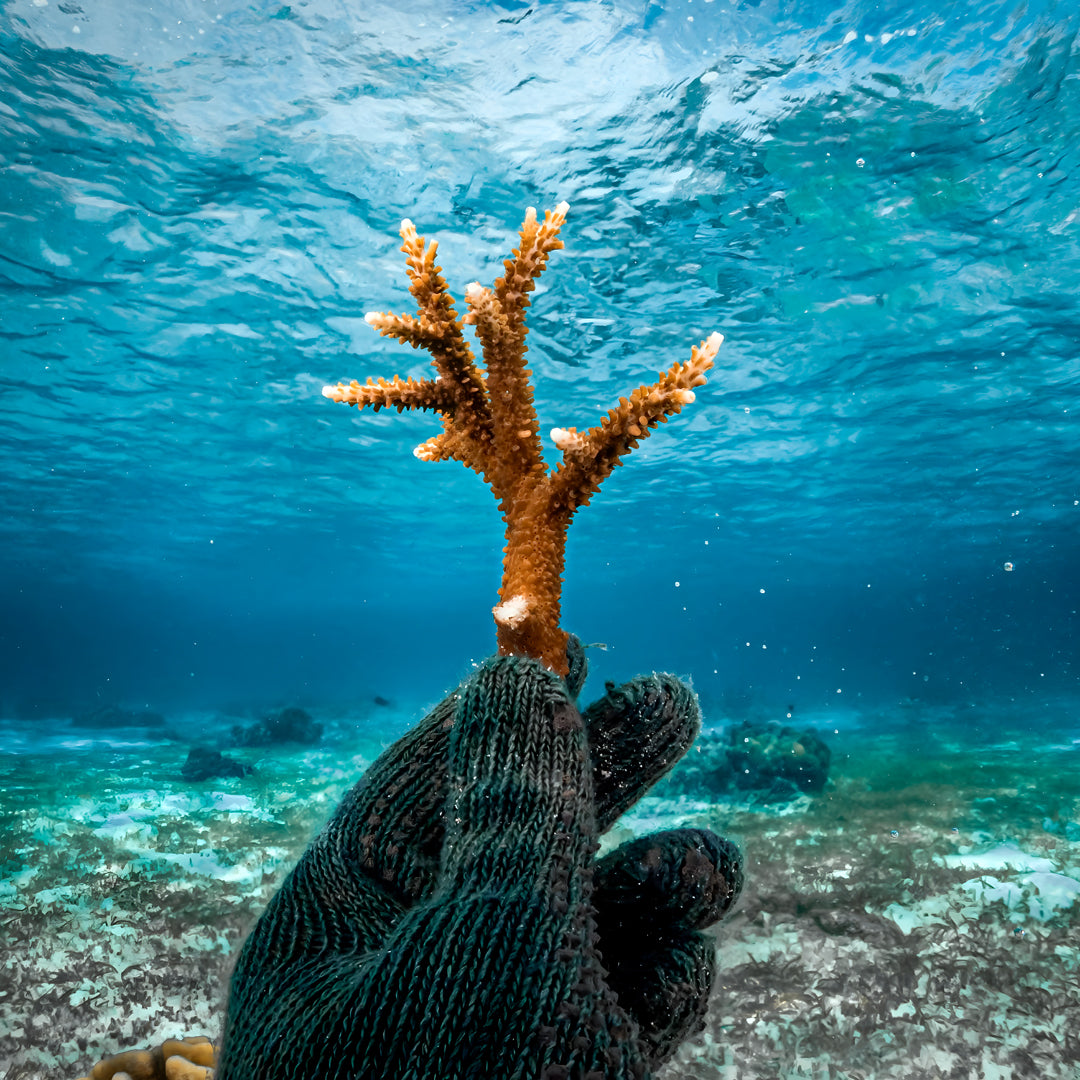 SSI Marine Biology Specialty Program
