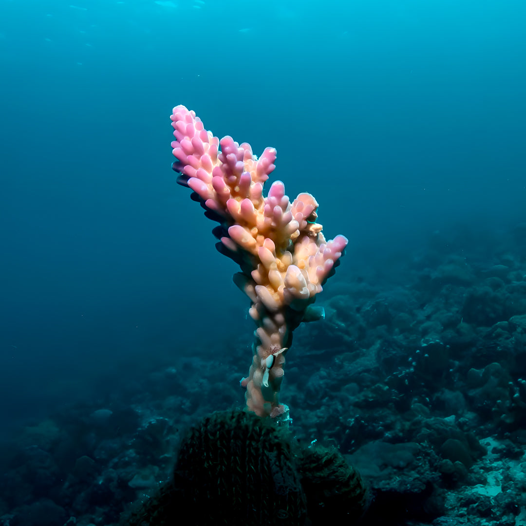 SSI Marine Biology Specialty Program