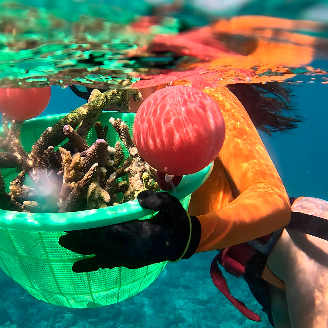 SSI Marine Biology Specialty Program