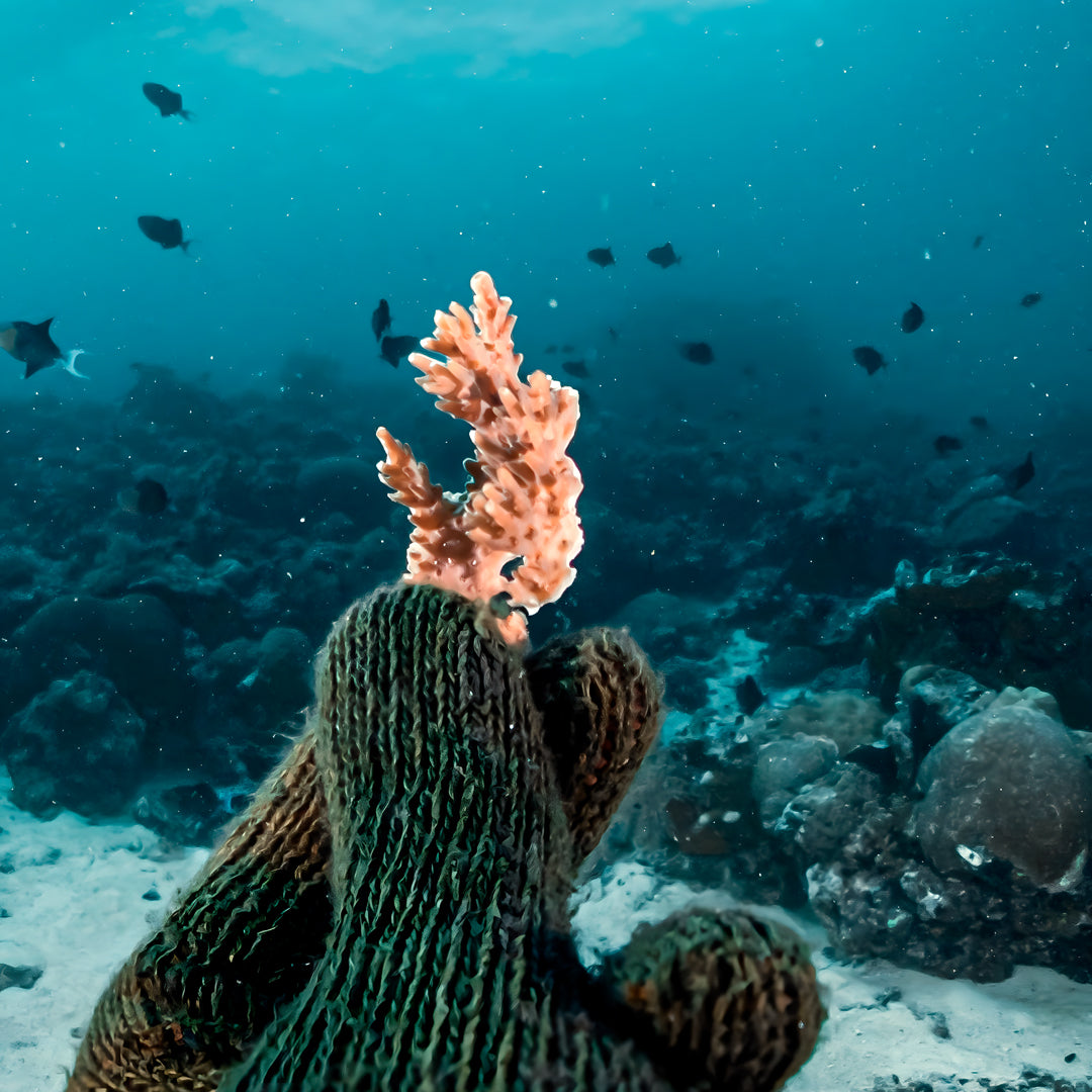 SSI Wave 1 Freediving Course