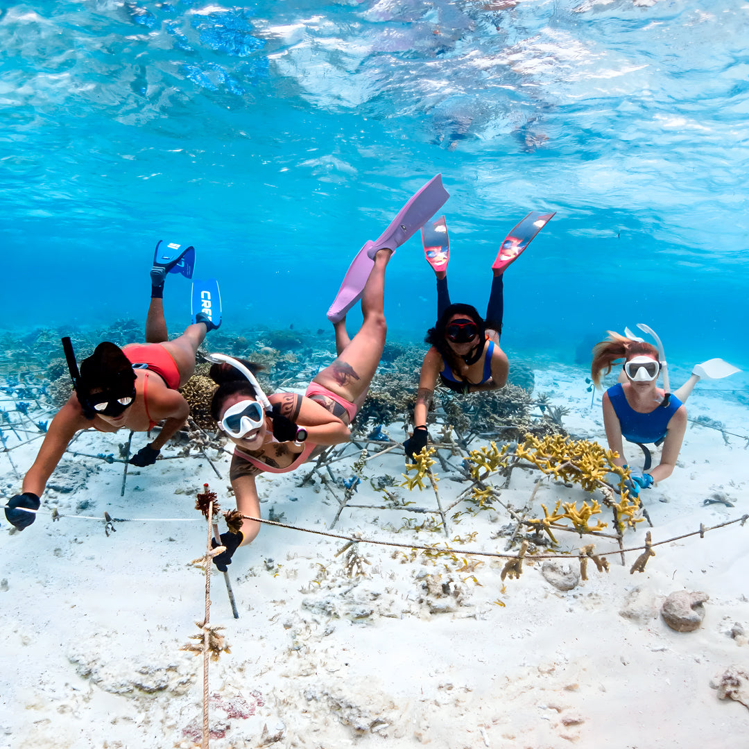 Turtle Ecology Specialty Program