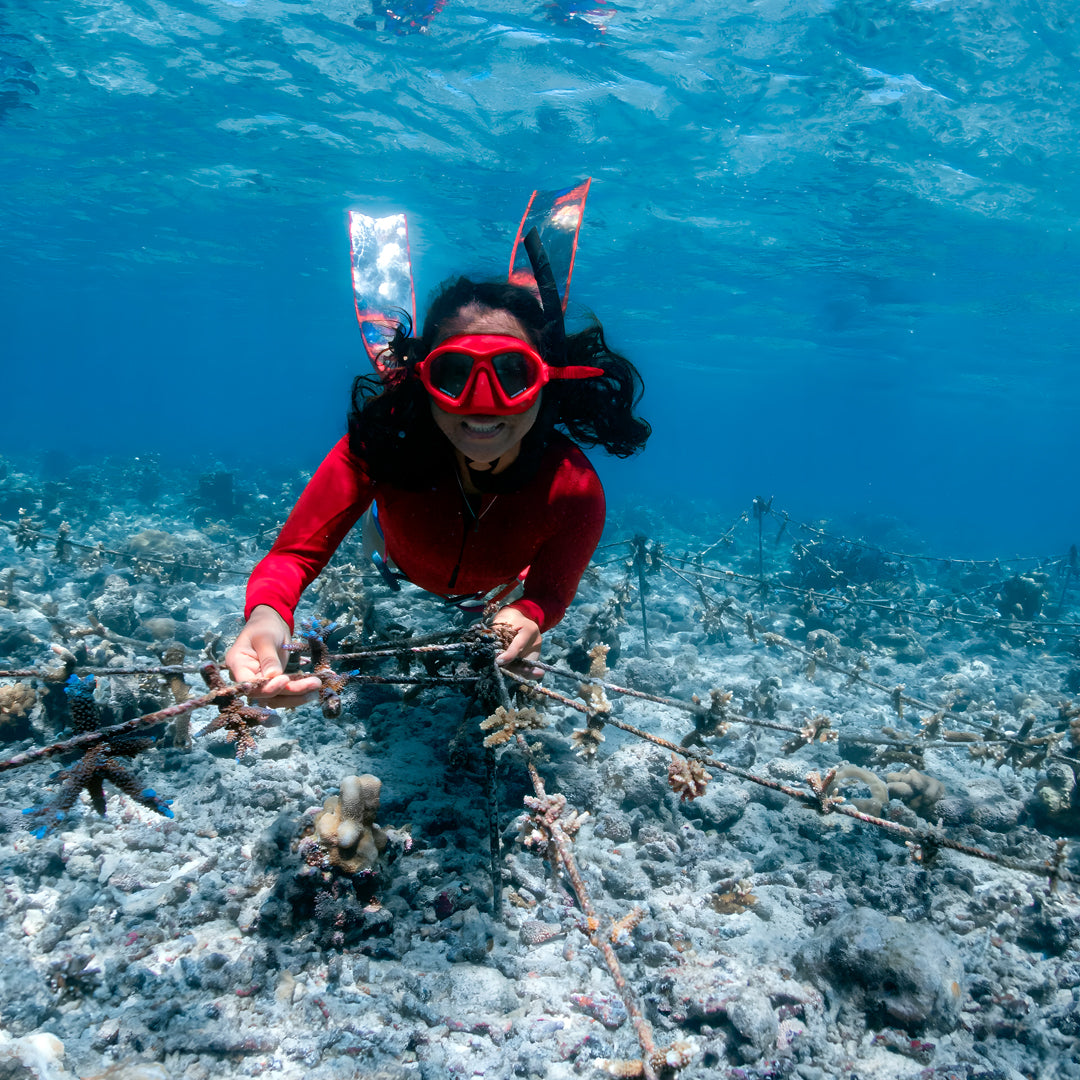 Turtle Ecology Specialty Program
