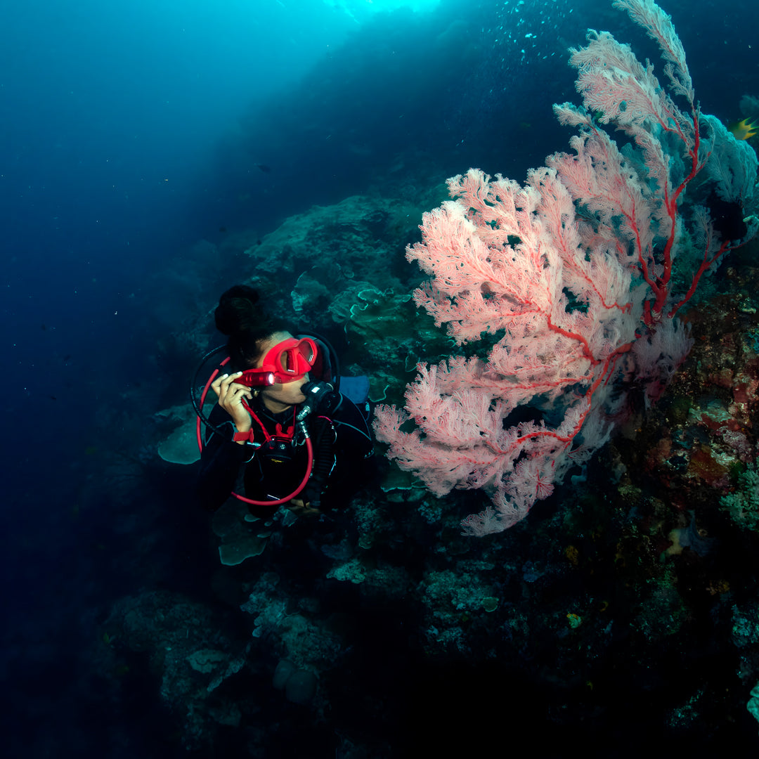 Ocean Gardener Coral Intro Program