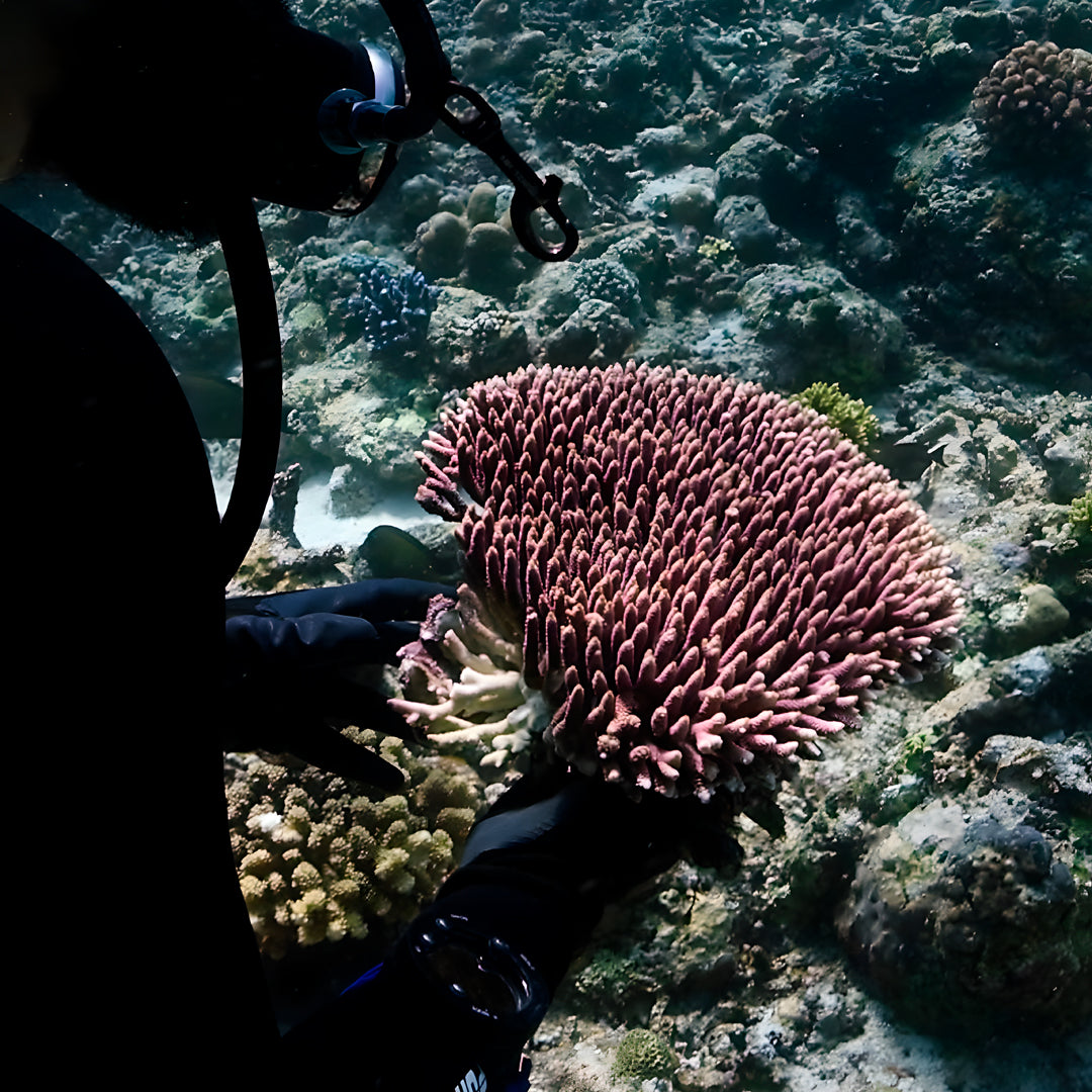 SSI Marine Biology Specialty Program