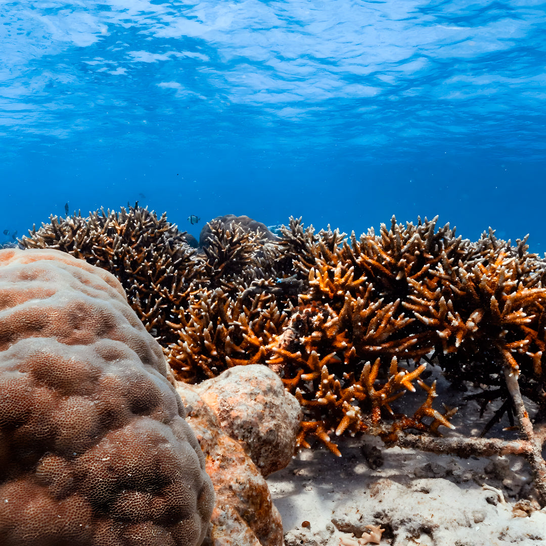 Turtle Ecology Specialty Program