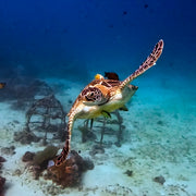 Turtle Ecology Specialty Program