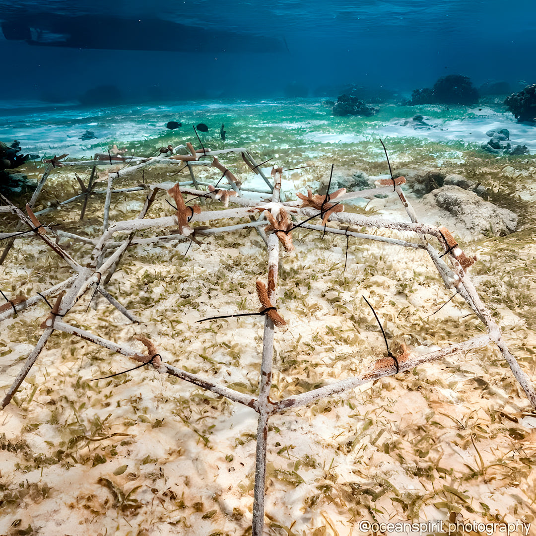 SSI Marine Biology Specialty Program