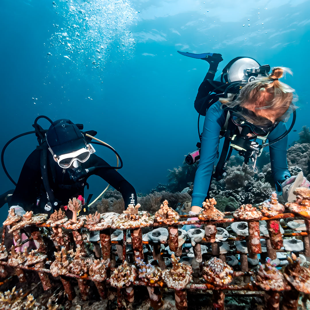 Ocean Gardener Coral Intro Program