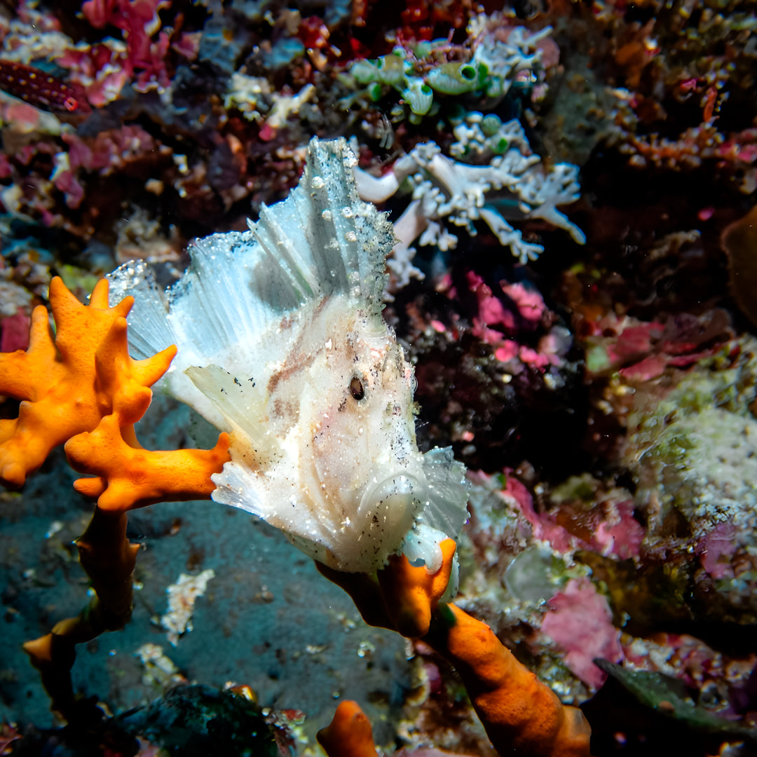 Try Scuba Diving in Bira