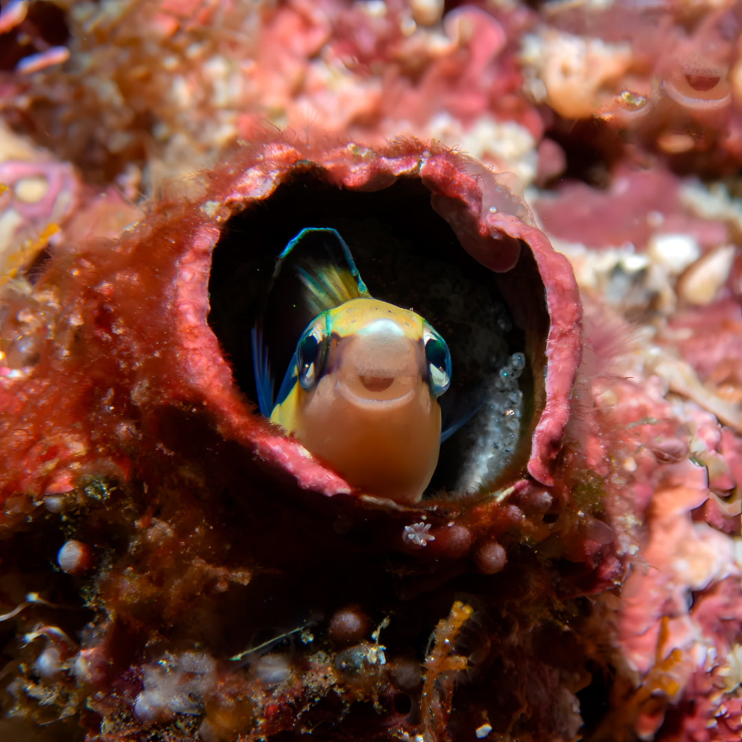 Try Scuba Diving in Bira
