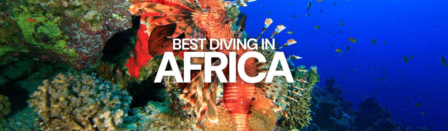Dive Bookings