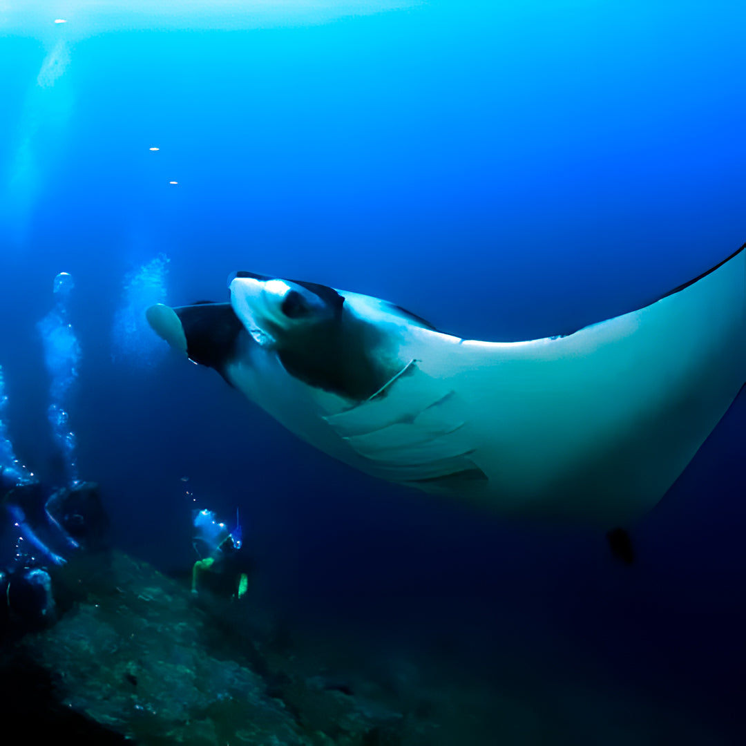Egypt Scuba Diving Liveaboard Heaven Saphir