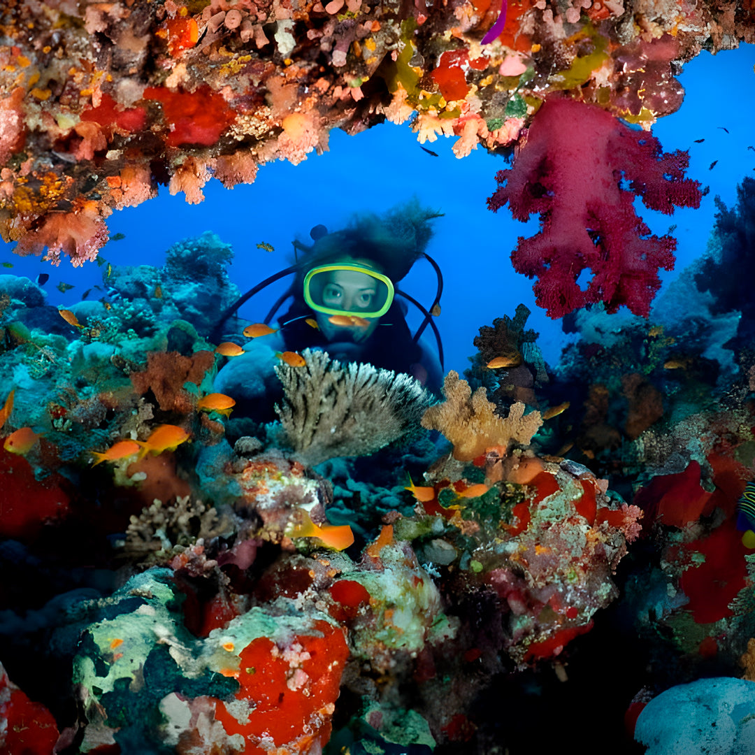 North Egypt Reef Scuba Diving Liveaboard Heaven Saphir