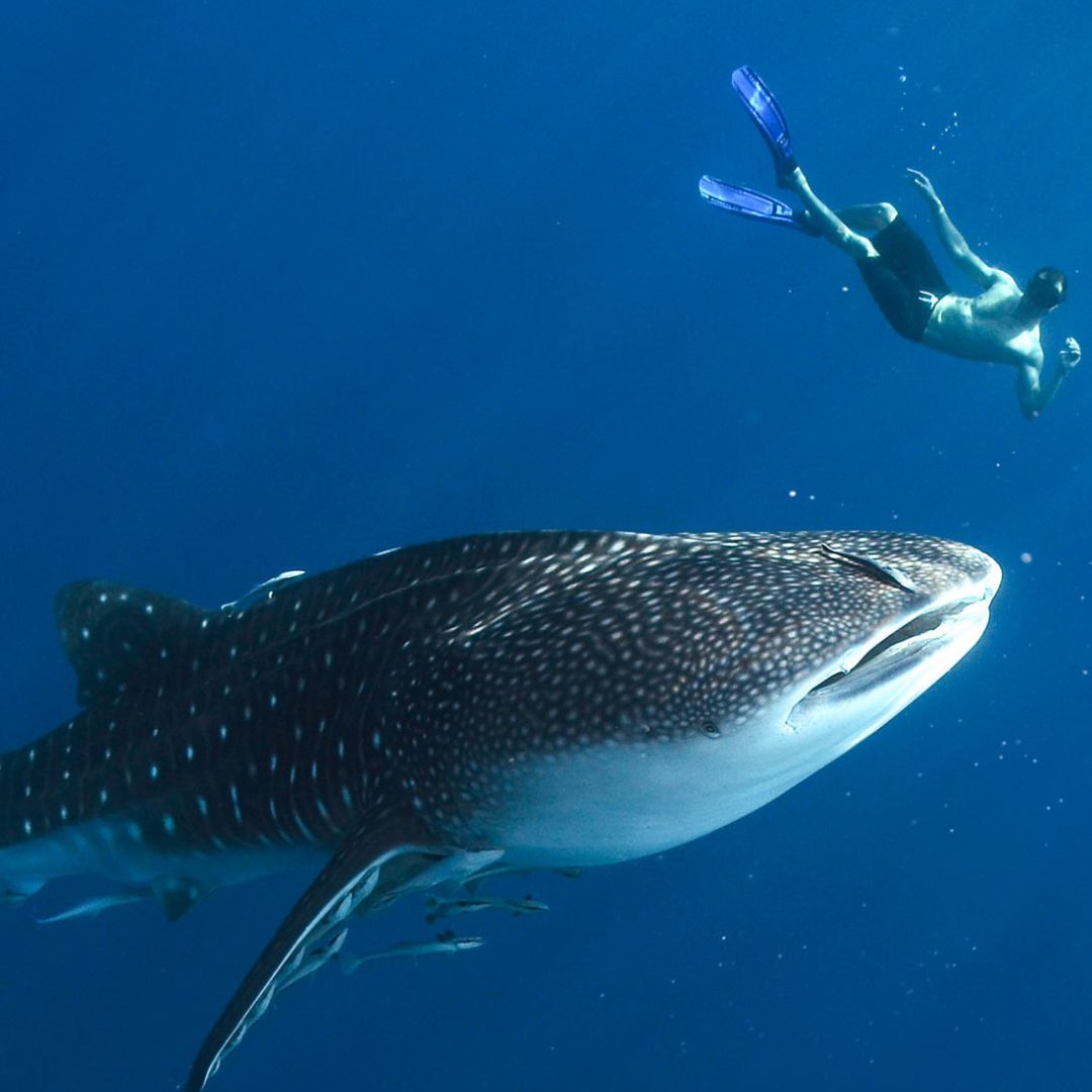 Hin Daeng Scuba Fun Diving Hidden Depths Diving