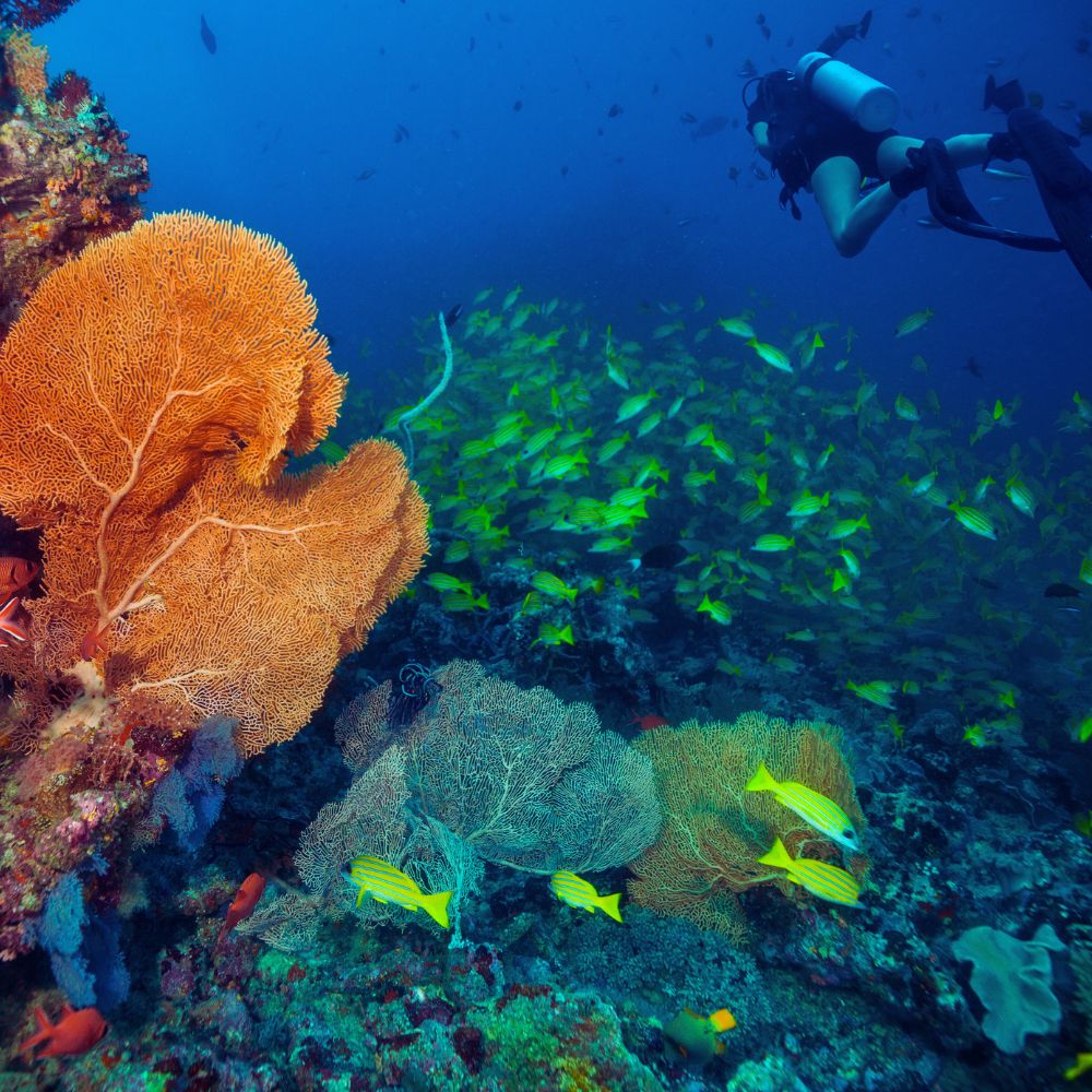 Manta Ray Scuba Diving Liveaboard