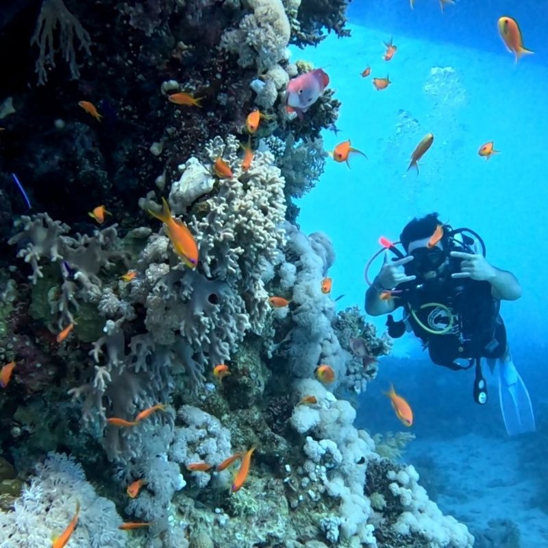 Blue Hole & Canyon Sea Scuba Diving Experience