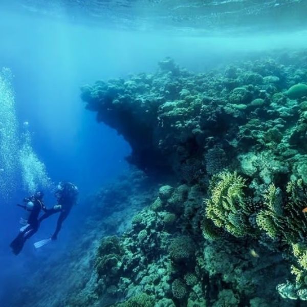 Blue Hole & Canyon Sea Scuba Diving Experience