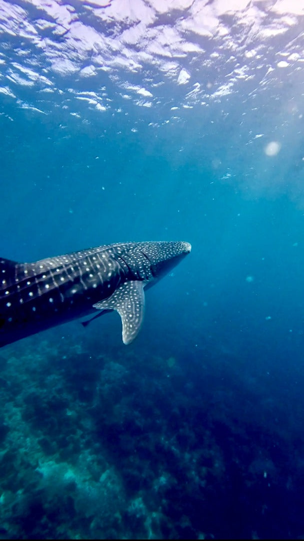 Maldives Scuba Diving & Freediving Expedition