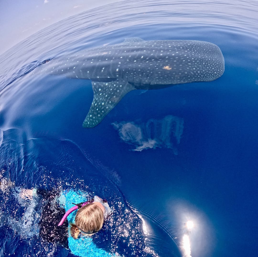 Cozumel Scuba Diving Retreat