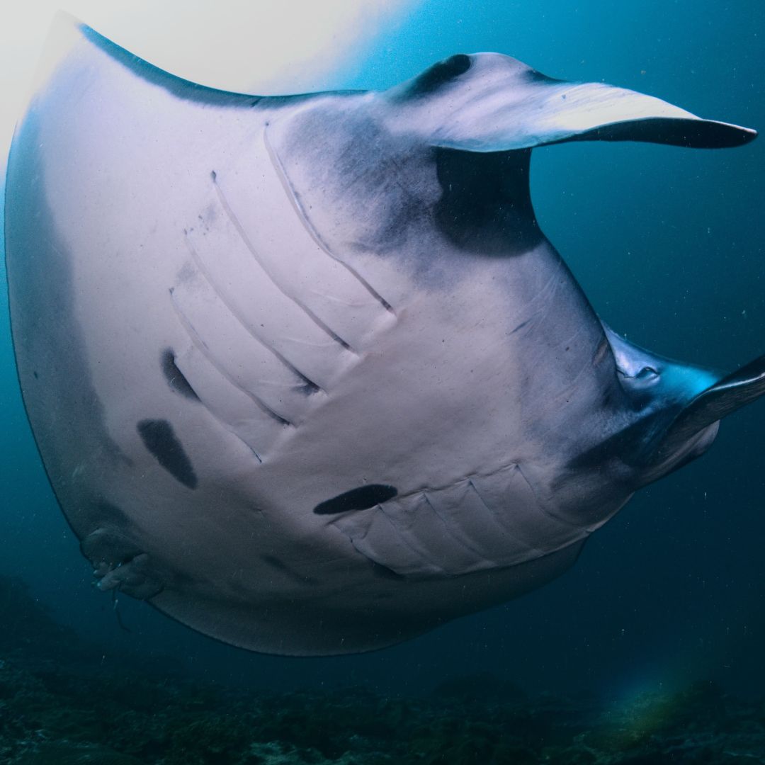 Nusa Penida Fun Dive for Advanced Divers Karma Diving