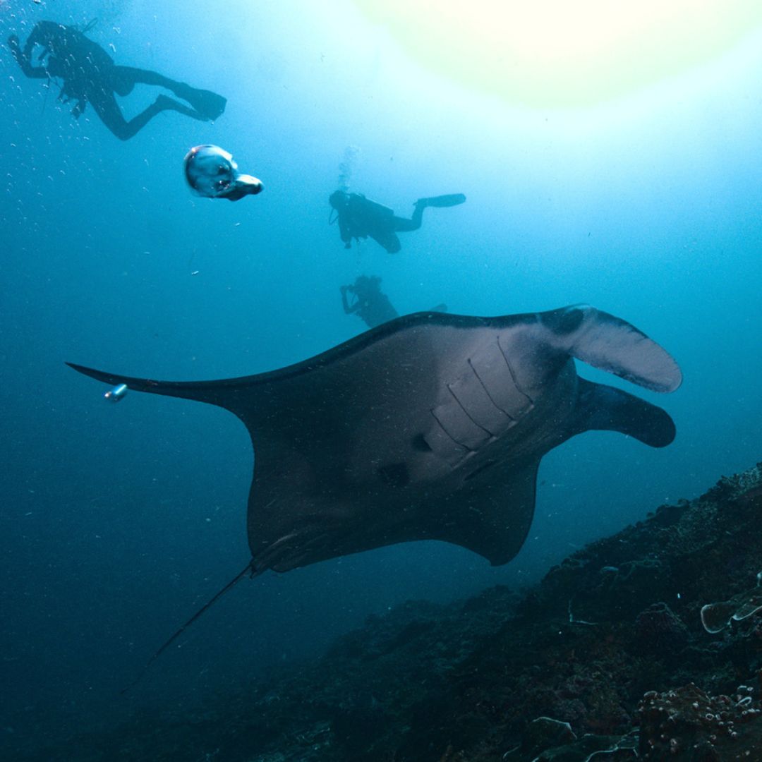 Nusa Penida Fun Dive for Advanced Divers Karma Diving
