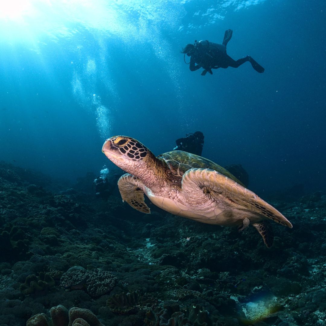 Nusa Penida Fun Dive for Advanced Divers Karma Diving
