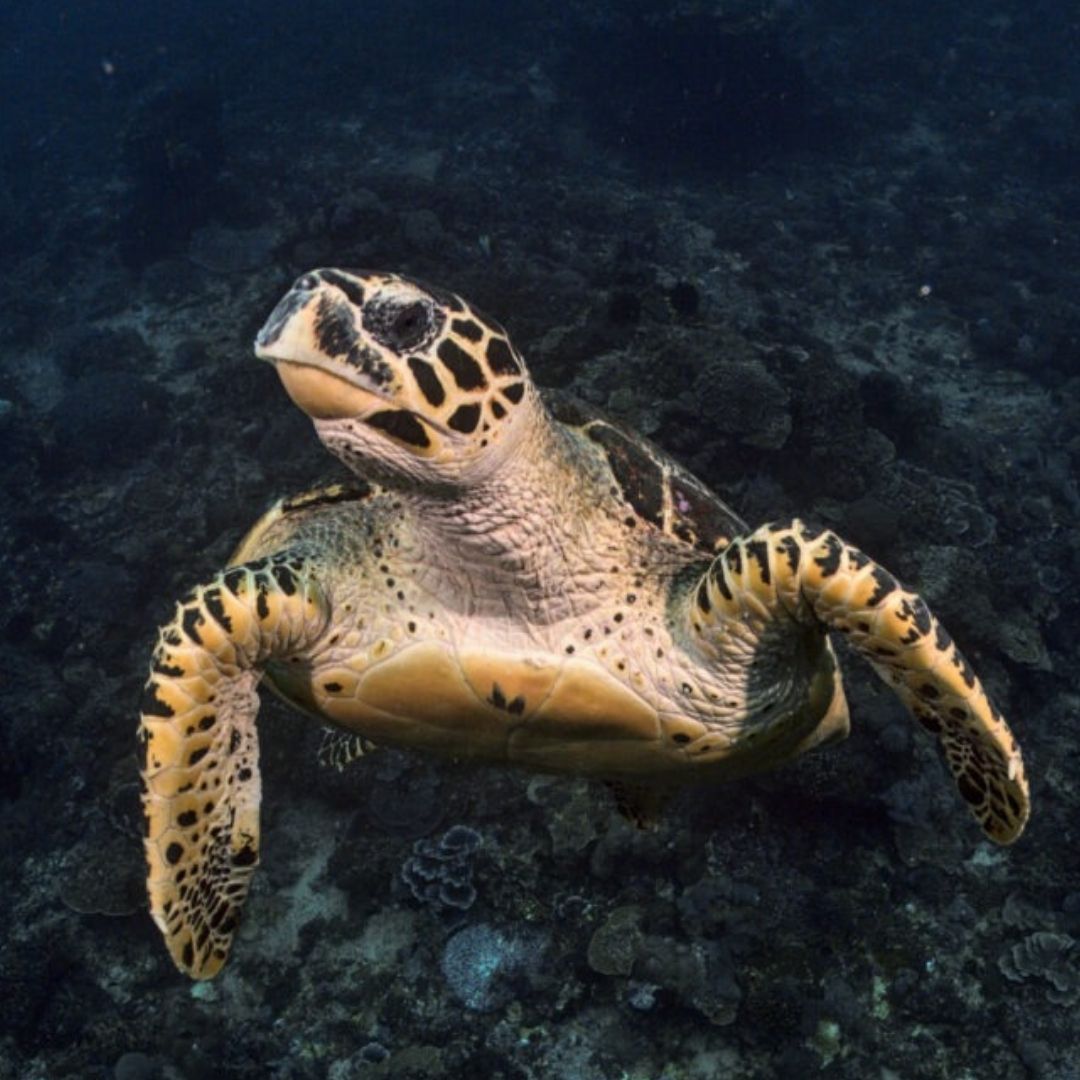 SSI Basic Scuba Diving in Nusa Penida