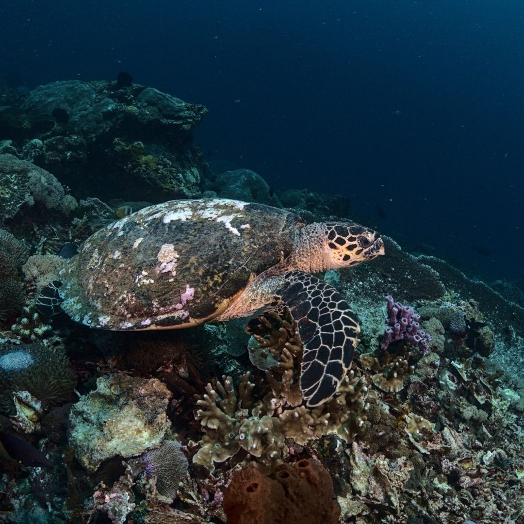 SSI Basic Scuba Diving in Nusa Penida