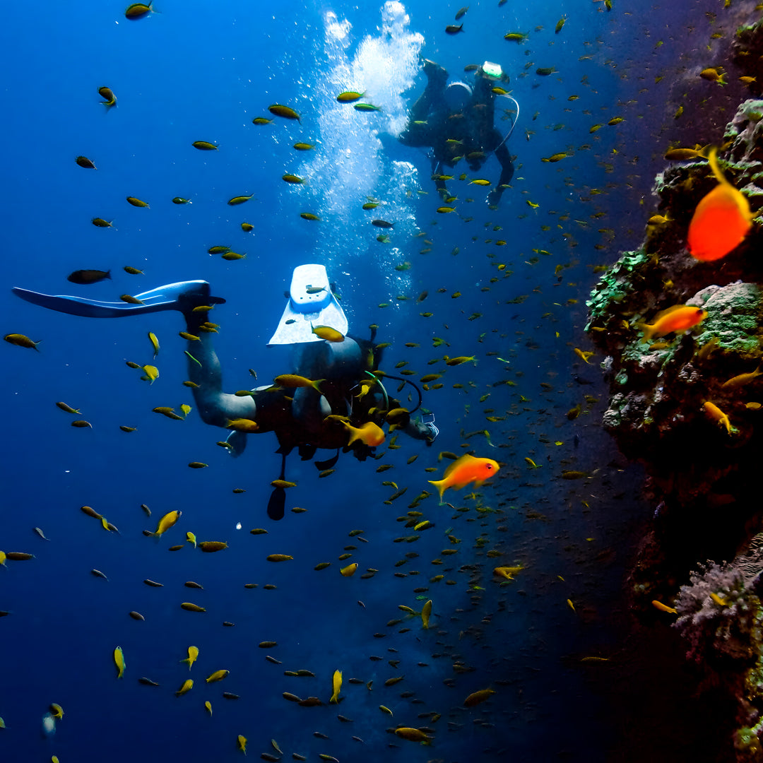 Koh Tao Scuba Diving Fun Dive