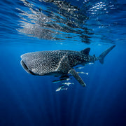 Refresher Scuba Diving Review Course