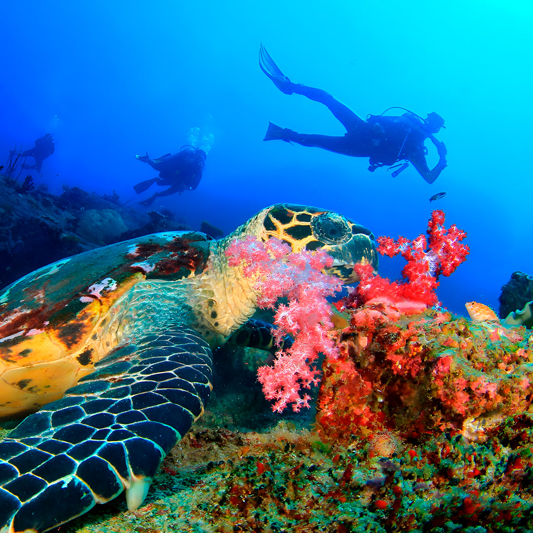 Nitrox Diver Specialty Course in Koh Tao
