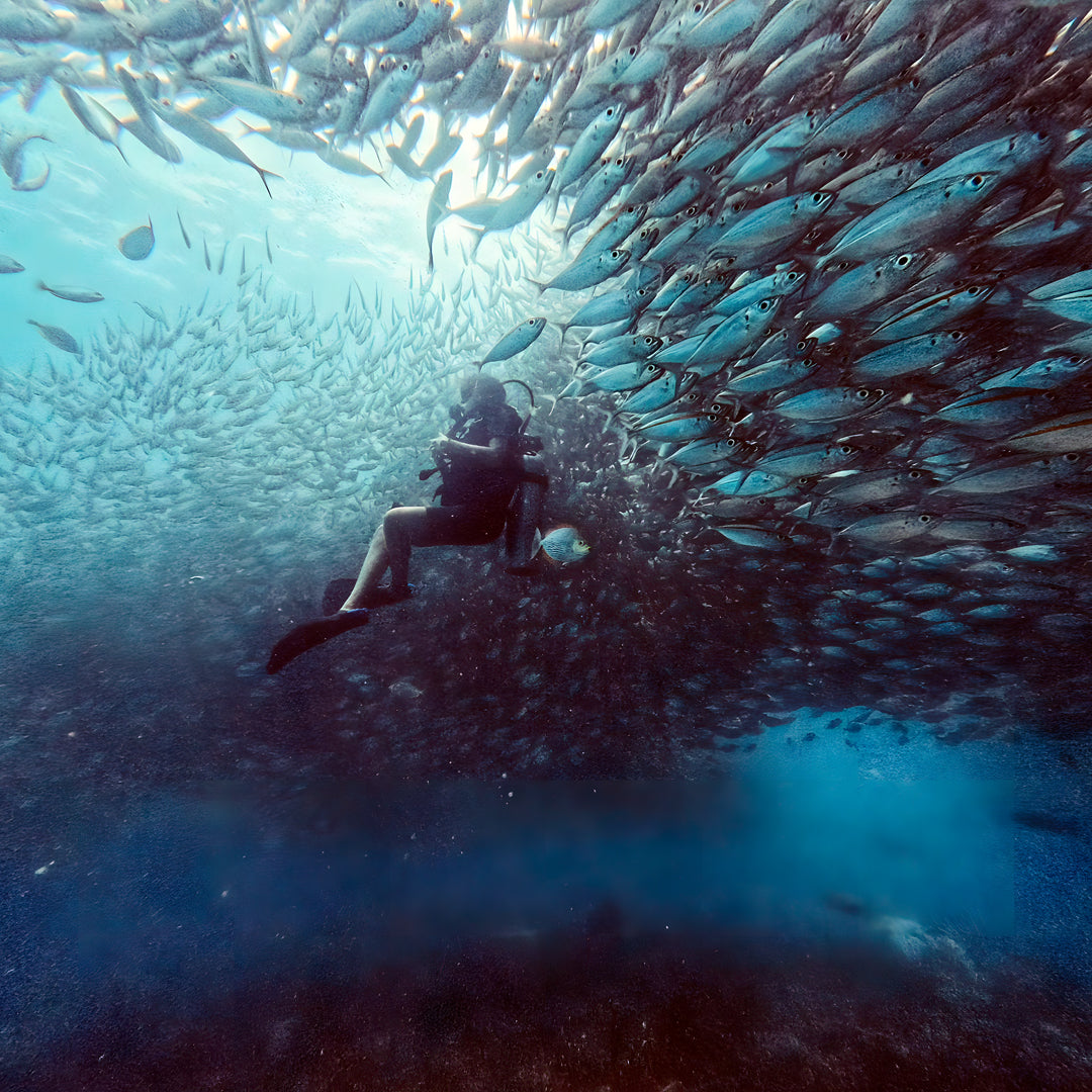 Try Scuba Diving in Koh Tao