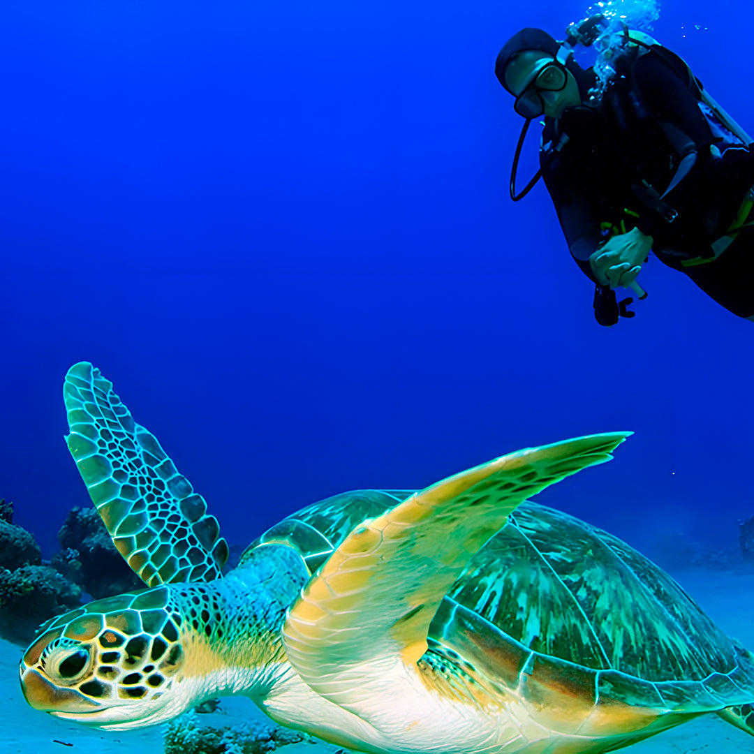 Try Scuba Diving in Koh Tao