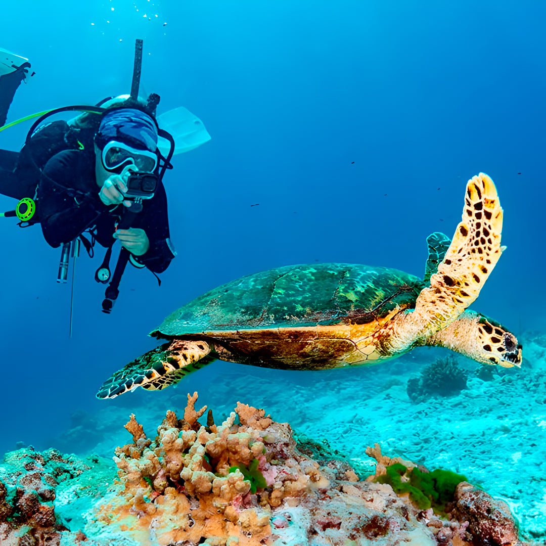 Koh Tao Scuba Diving Fun Dive