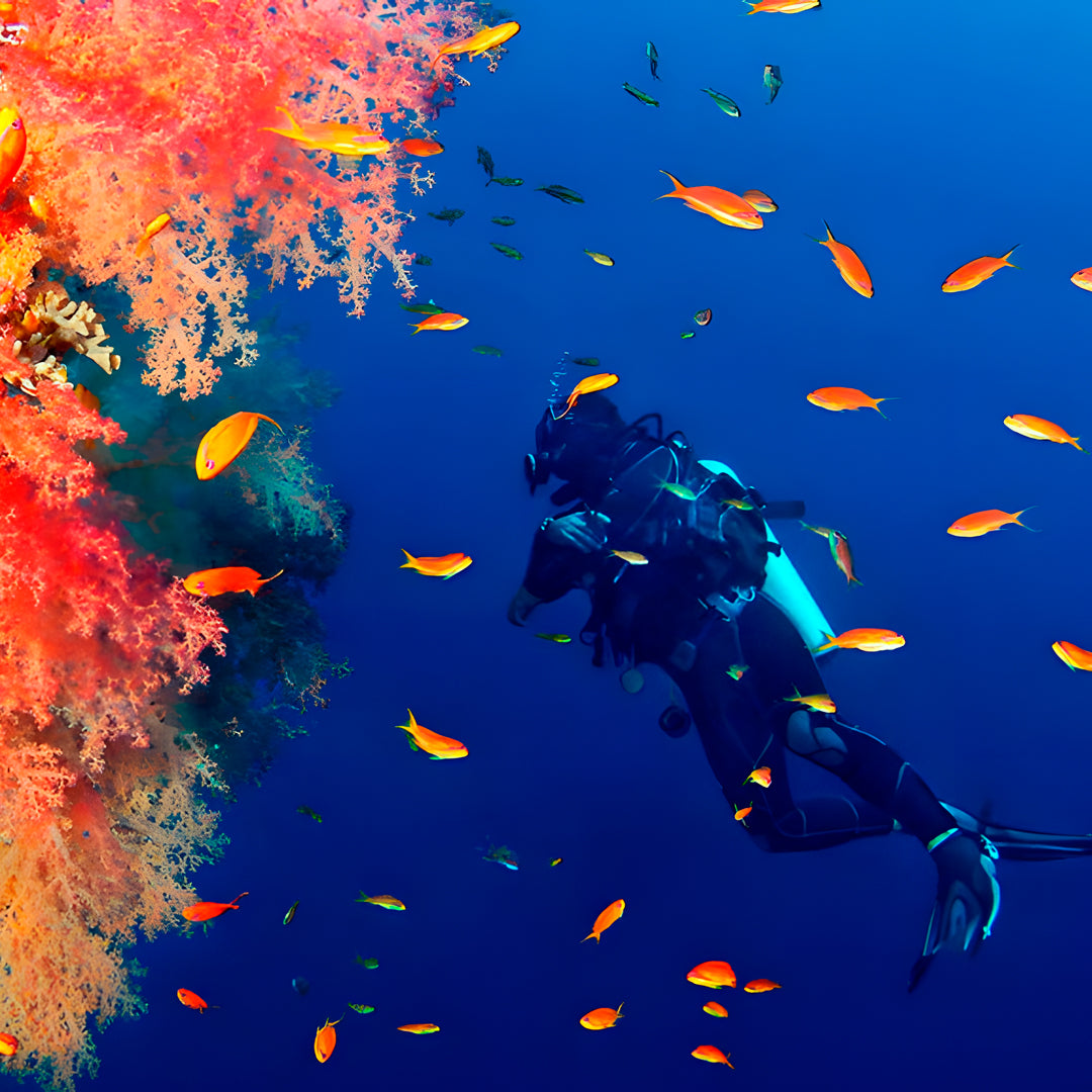 Try Scuba Diving in Koh Tao