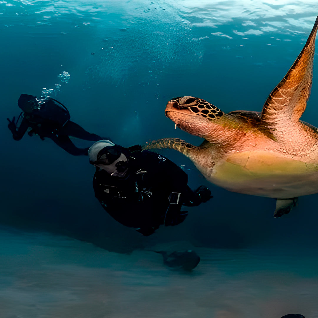 Komodo Highlights Safari Liveaboard