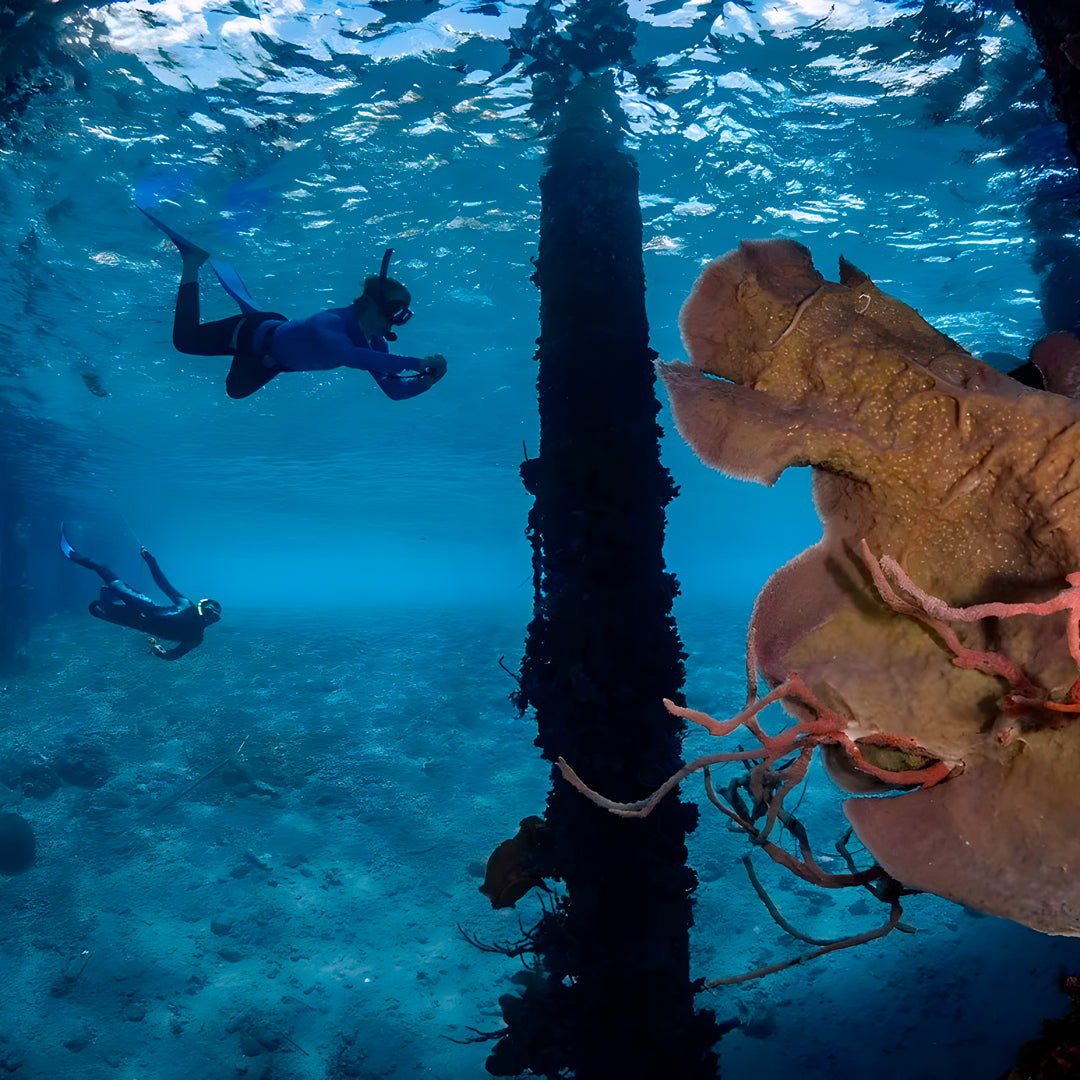 Komodo Highlights Safari Liveaboard