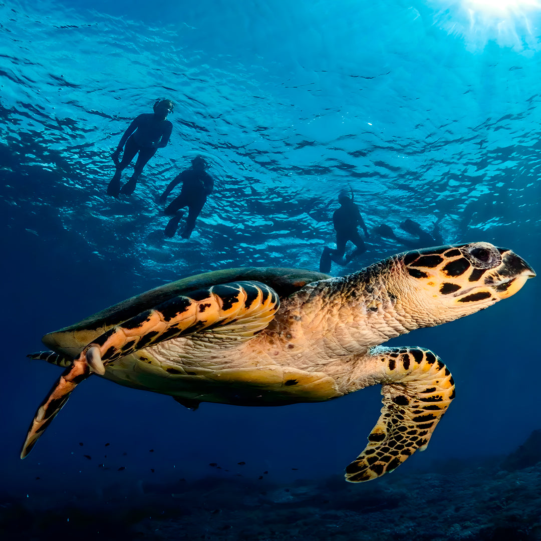 Komodo Expedition Liveaboard