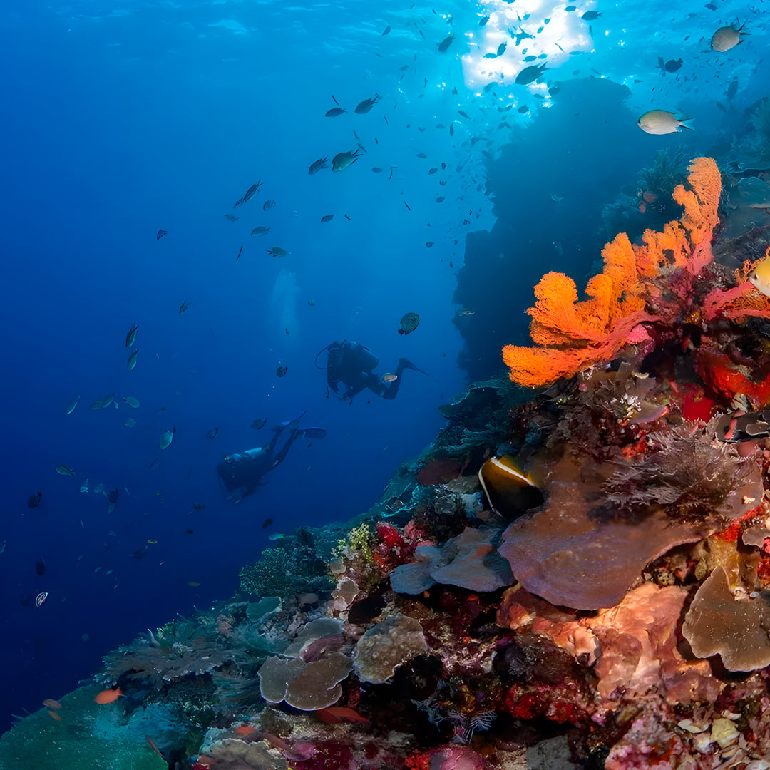 Komodo Expedition Liveaboard