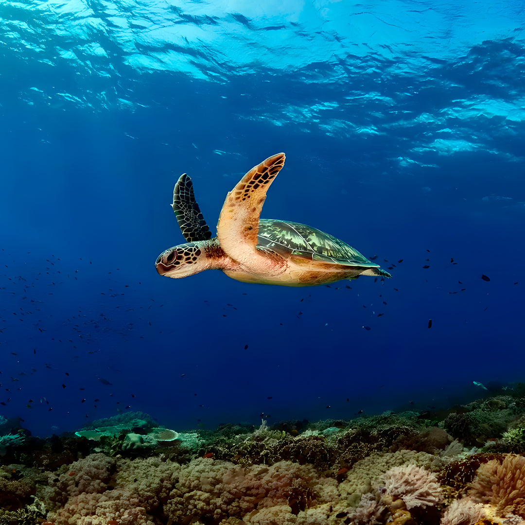Komodo Adventurer Extended Journey Liveaboard
