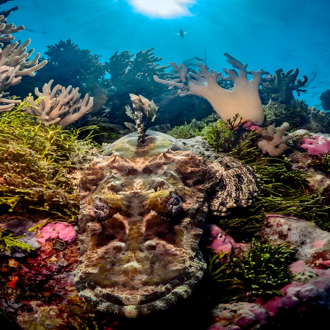 Komodo Adventurer Extended Journey Liveaboard