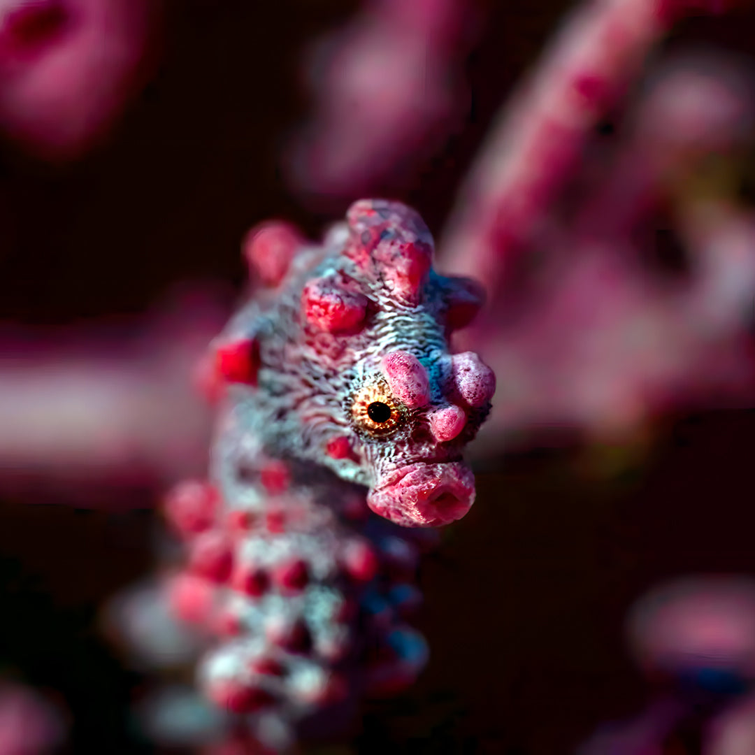 Komodo Adventurer Extended Journey Liveaboard