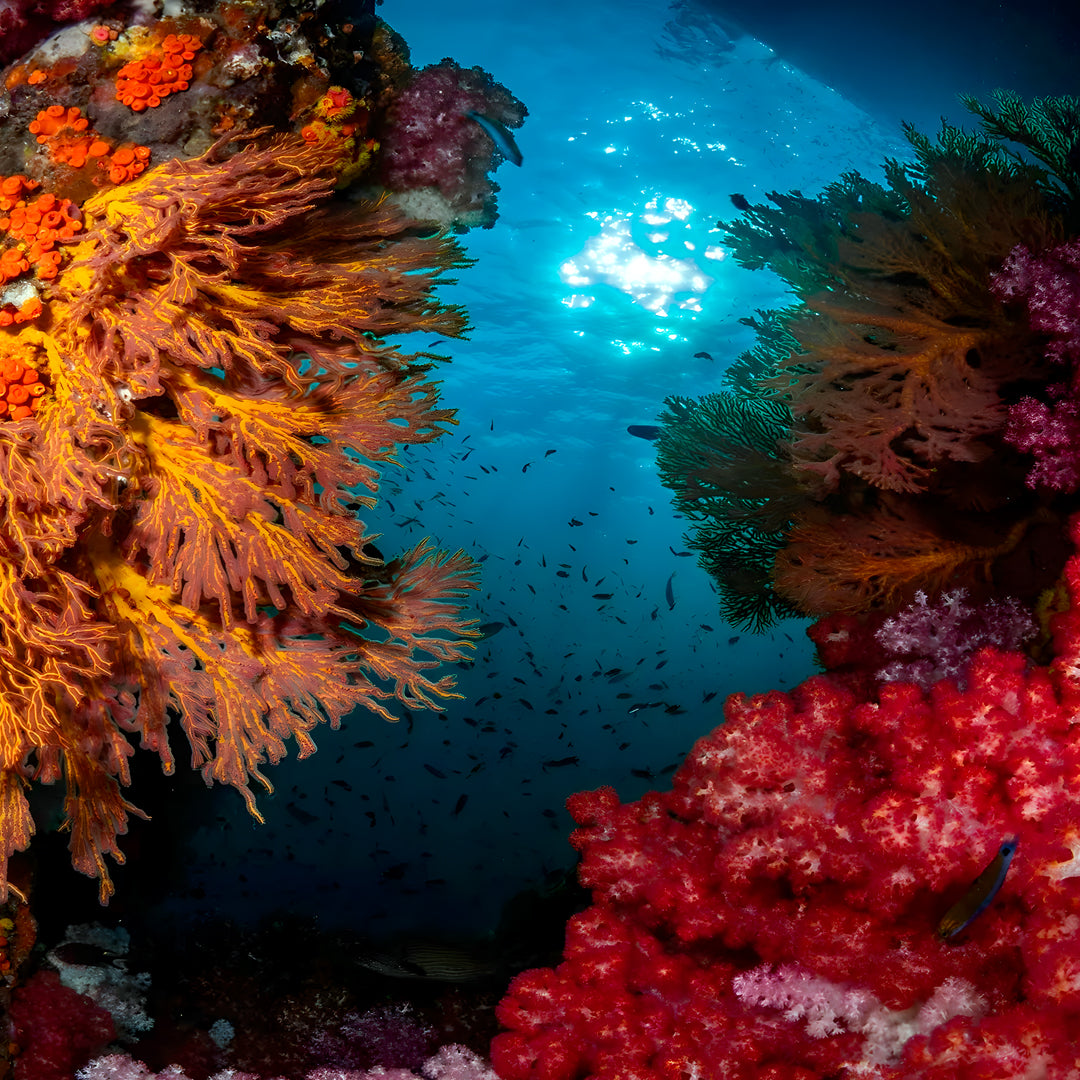 Komodo Expedition Liveaboard