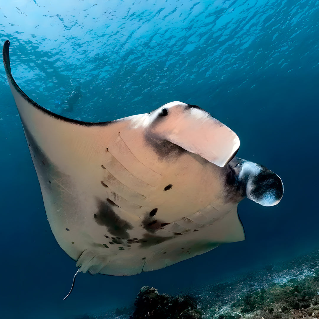 Komodo Expedition Liveaboard