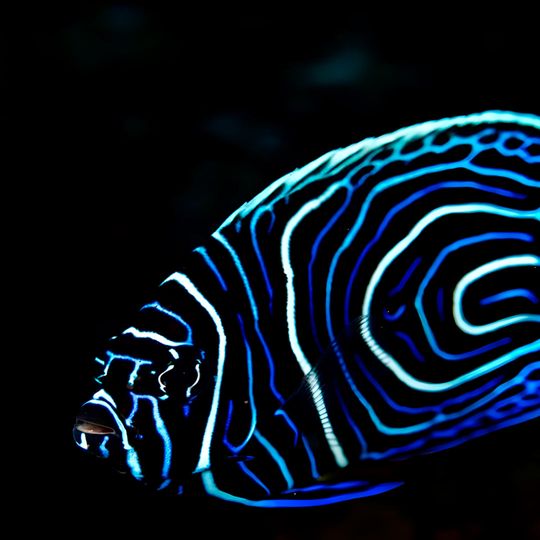Komodo Expedition Liveaboard